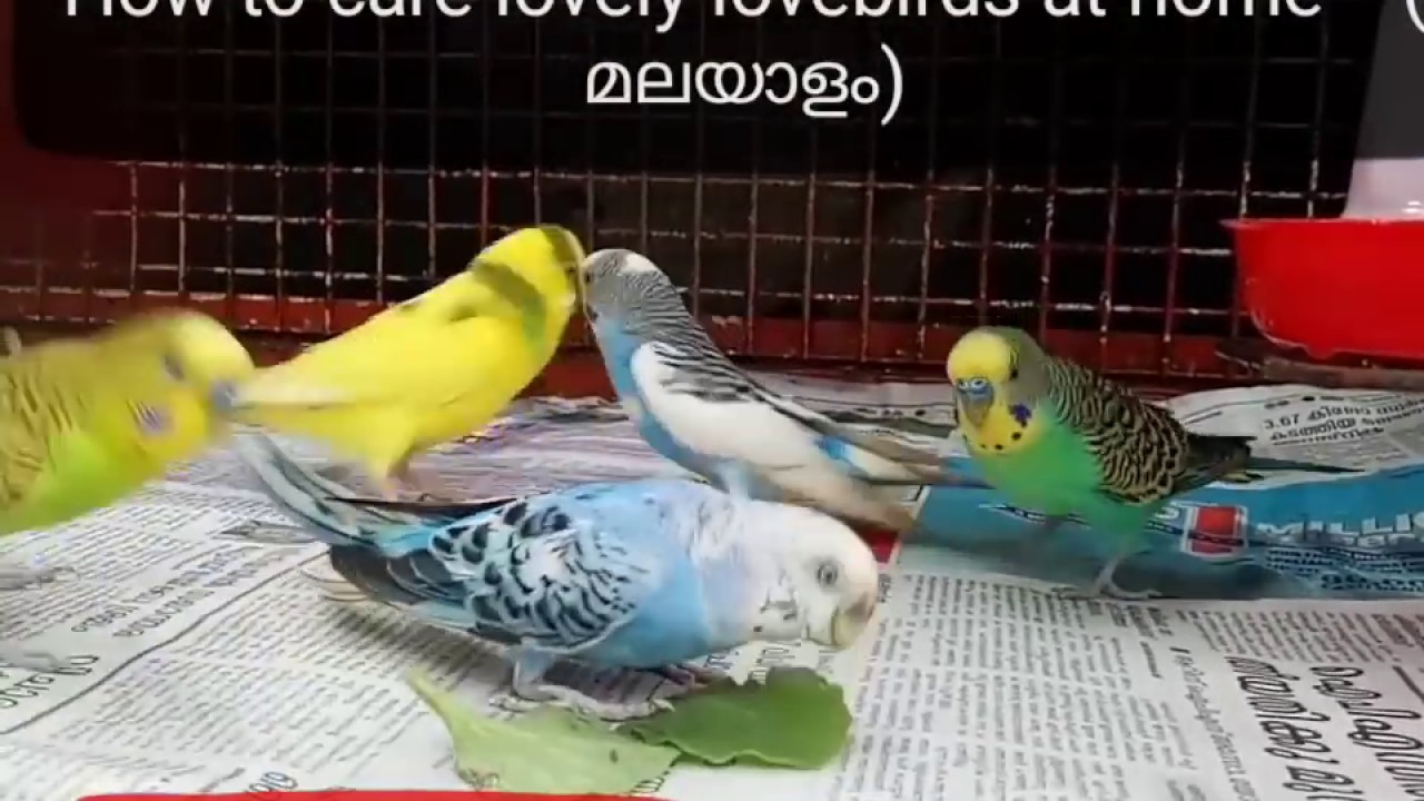 How To Care Love Bird At Home malayalam GoodPetSupply
