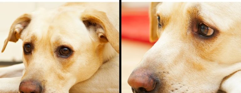 10 Mistakes That Shorten Your Pet's Life