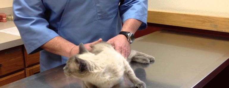 Pet Tips – Massaging Our Pets