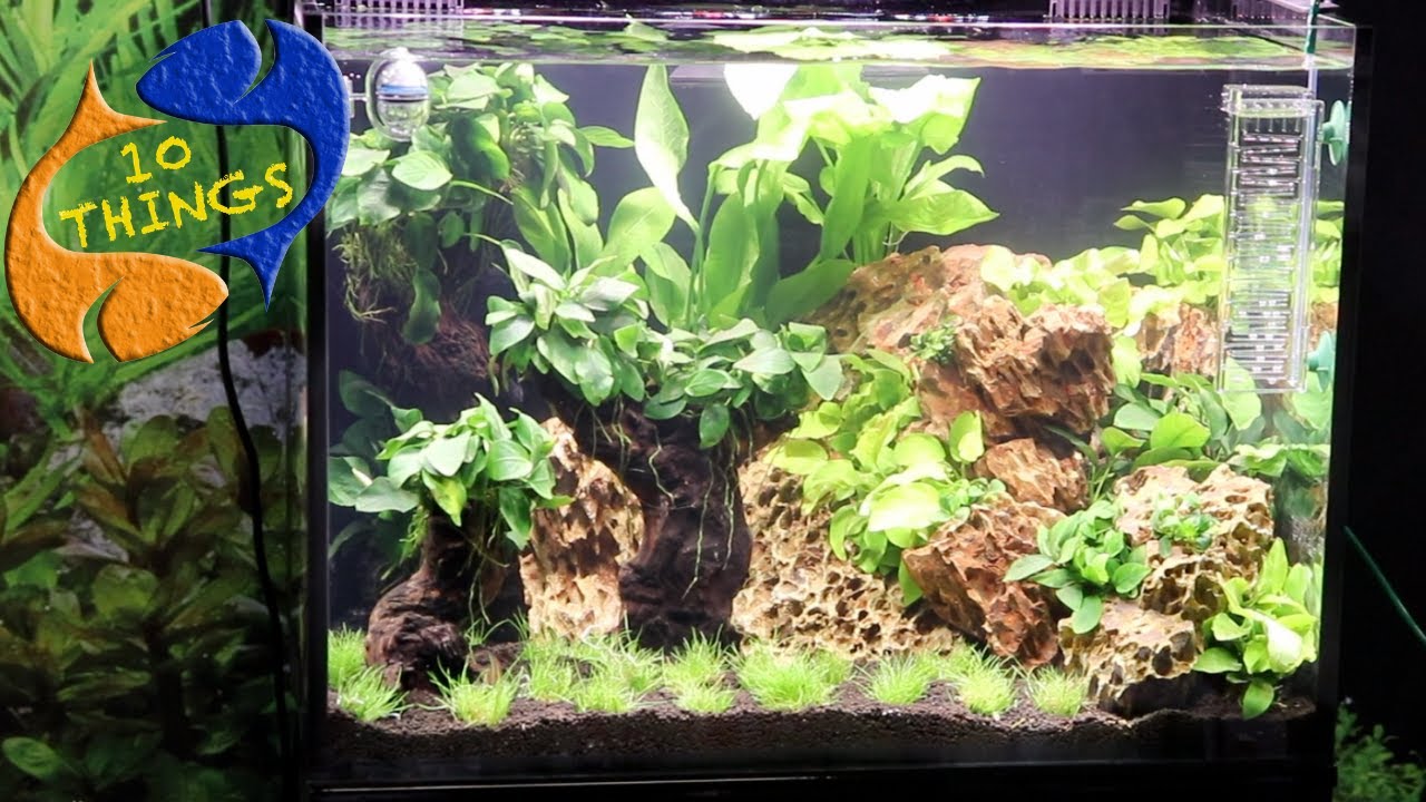 Best Ways To Maintain A Fish Tank! 10 Things You Should