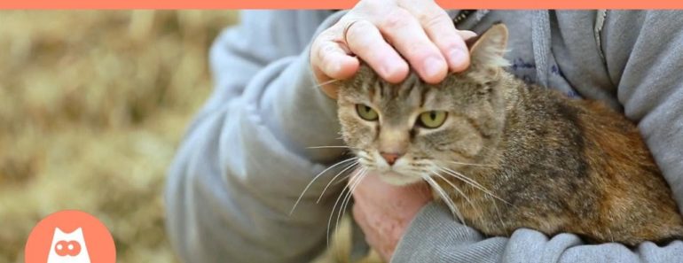 Where to Pet a Cat? – FAVORITE PLACES and TIPS
