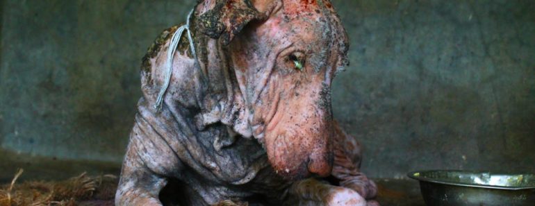 Amazing transformation of sick dog who had given up hope Amazing transformation of sick dog who had given up hope