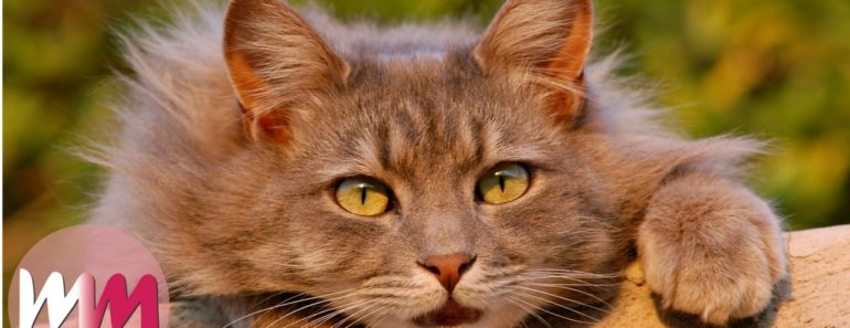 Top 10 Funny Tricks to Teach Your Cat