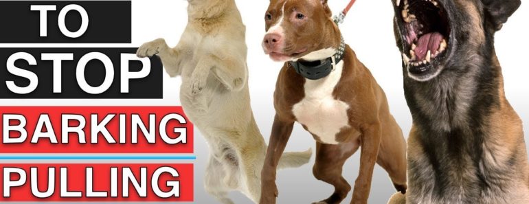 How To Train Your Dog To Stop Leash Pulling, Stop Barking, and Stop Jumping!