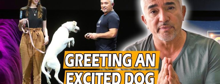 How To Calm An Excited Dog (First Meeting) – Live Dog Demo!