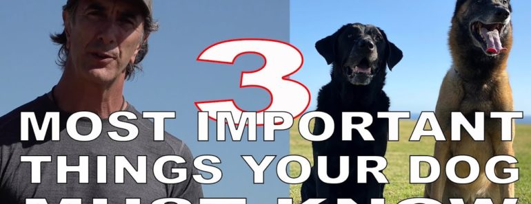 3 MOST Important Things Your DOG Must KNOW – Robert Cabral Dog Training Video