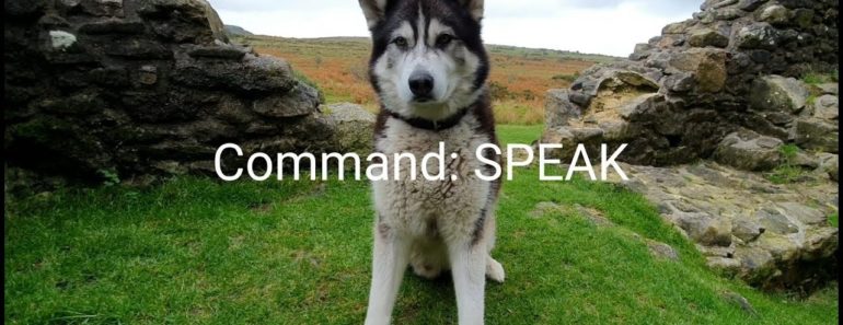 Dog Training with no words, Hilarious Reactions | Funny Dog Training with no words, Hilarious Reactions | Funny