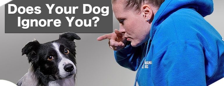 Leadership Dog Training – Are You Being A Bad Leader? – Professional Dog Training Tips