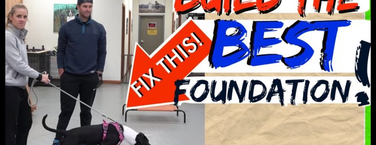 How to Train ANY DOG the basics- Dog Training foundation How to Train ANY DOG the basics- Dog Training foundation