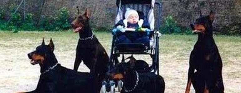 Dogs Protecting Their Owners ? Dogs that are better than guns! ?  Dog Training