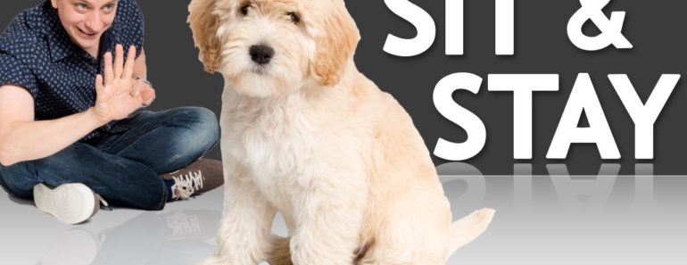 How to Teach your Puppy to Sit and Stay How to Teach your Puppy to Sit and Stay