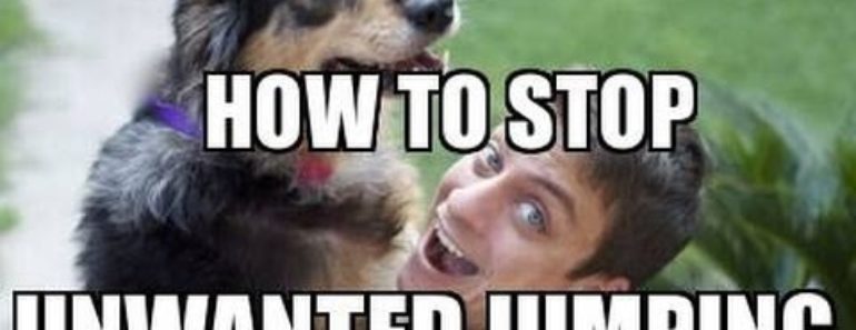 How to Train your DOG NOT to JUMP