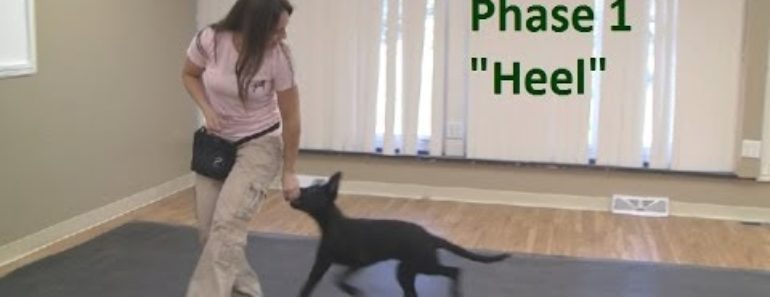 How to Train a Dog to "Heel" (K9-1.com)