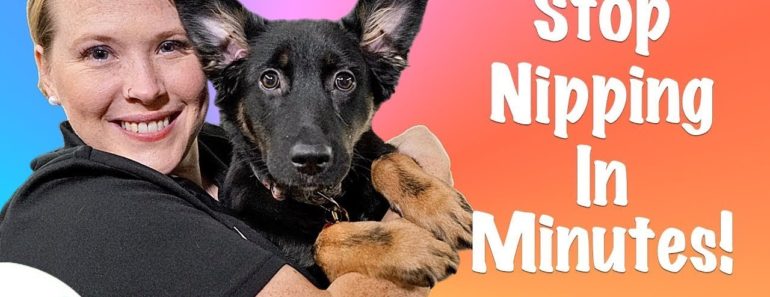 How To Stop Your Puppy From Biting – Professional Dog Training Tips How To Stop Your Puppy From Biting – Professional Dog Training Tips