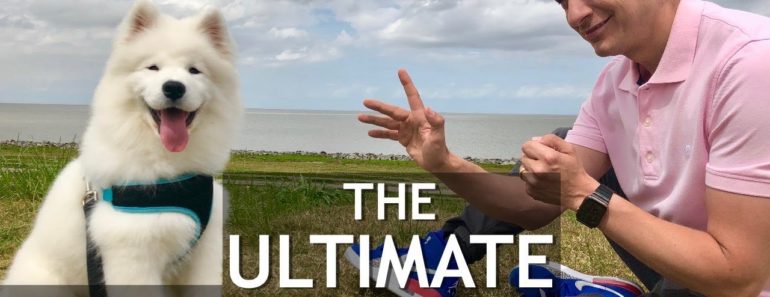 The Ultimate Puppy Training Video! Stop chewing, biting, jumping, leash training, roll over The Ultimate Puppy Training Video! Stop chewing, biting, jumping, leash training, roll over