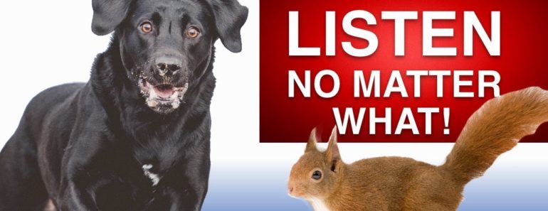 How To Train Your Dog To Listen No Matter What!