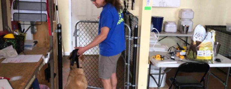 Leash Reactive Dog How To Dog Training Leash Reactive Dog How To Dog Training