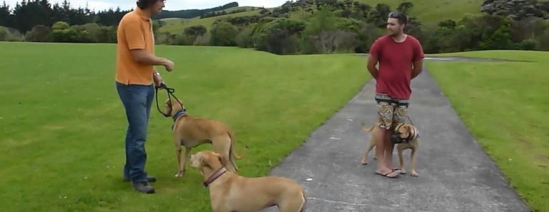 How to stop Dog Aggression quickly And easily – In a few steps!