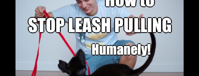 How to Train Your Dog to NOT PULL on the Leash!