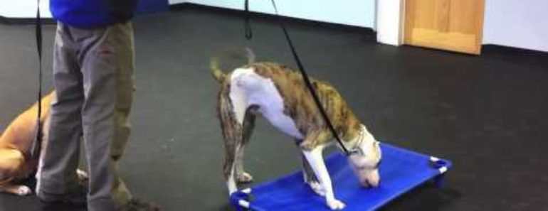 2 Out Of Control Pit Bulls – Dramatic Dog Training Results 2 Out Of Control Pit Bulls – Dramatic Dog Training Results