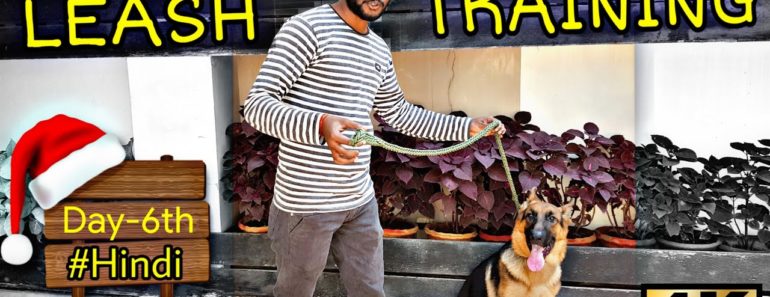 Dog Training – Day 6th || Leash training , Sit , Door Manners, No ,Stay | Basic Training in Hindi 4K