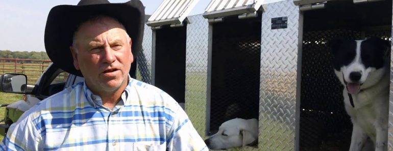 Training Cattle Dogs