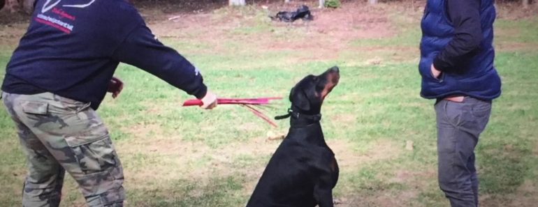 Mastering The Art of Attention in Dog Training With Aggressive Doberman.