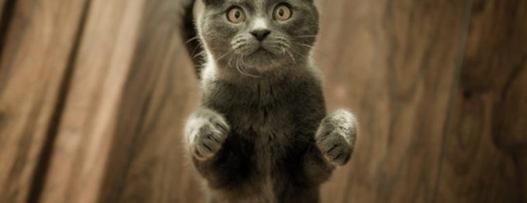 Good Cat Care Means A Happy Cat Good Cat Care Means A Happy Cat