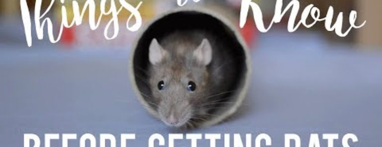 Rat Care For Beginners! Rat Care For Beginners!