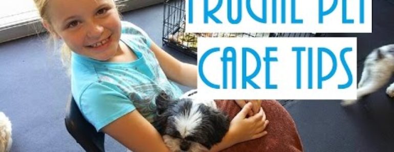 Frugal Pet Care Tips