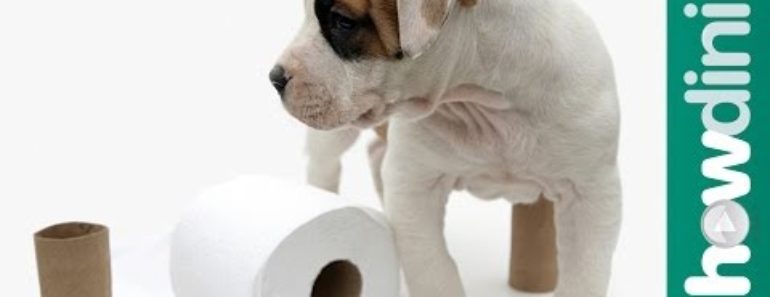 How To Potty Train a Puppy – How to House Train Your Dog