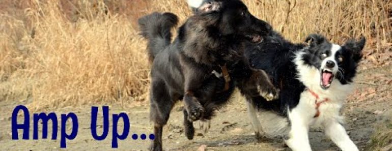Dog Training – Over Excited & Rambunctious Dogs