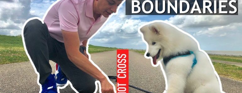 How To Start Teaching Your Dog Boundaries