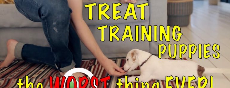 Treat Training is the Worst Thing for Your PUPPY – Robert Cabral Dog Training