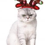 Cat Christmas Clothes