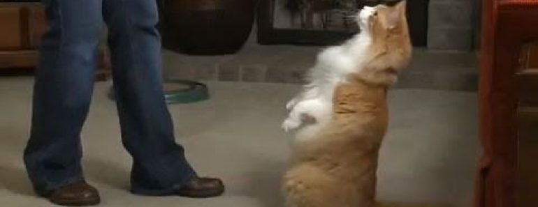 Clicker Train Your Cat at Home Clicker Train Your Cat at Home