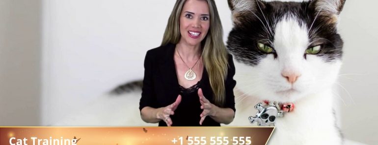 How to Train Your Cat – Kitten Training Tips and Treat Rewards How to Train Your Cat – Kitten Training Tips and Treat Rewards