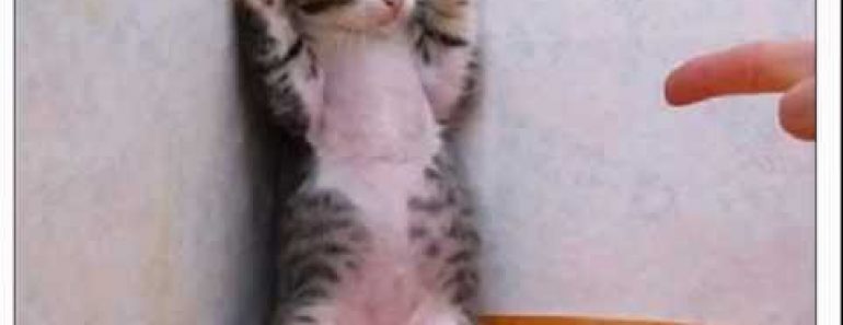 Cat training: Tips for cat training