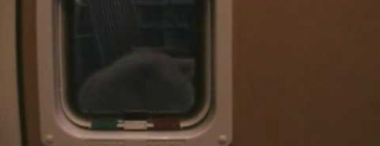 Teaching the Cat to use the Cat Flap