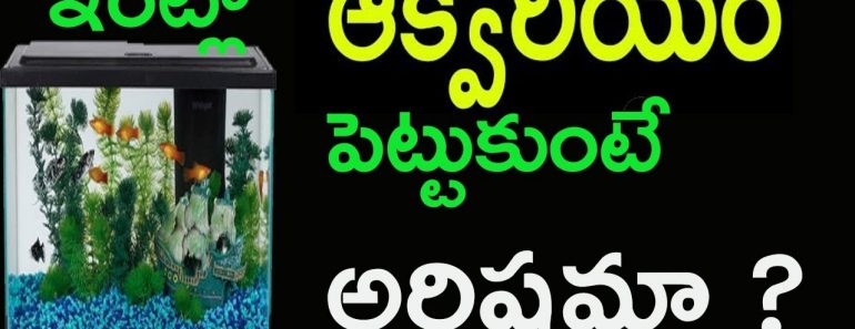 ఆక్వేరియం ఎలా ఉంటే అదృష్టలక్ష్మీ, ఎలా ఉంటే దరిద్రమో తెలుసుకోండి… Aquarium Vastu Tips | Picsartv ఆక్వేరియం ఎలా ఉంటే అదృష్టలక్ష్మీ, ఎలా ఉంటే దరిద్రమో తెలుసుకోండి… Aquarium Vastu Tips | Picsartv