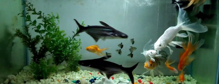 Care of Aquarium Shark || About feeding and Maintenance || Care Tips for Iridescent Shark Care of Aquarium Shark || About feeding and Maintenance || Care Tips for Iridescent Shark