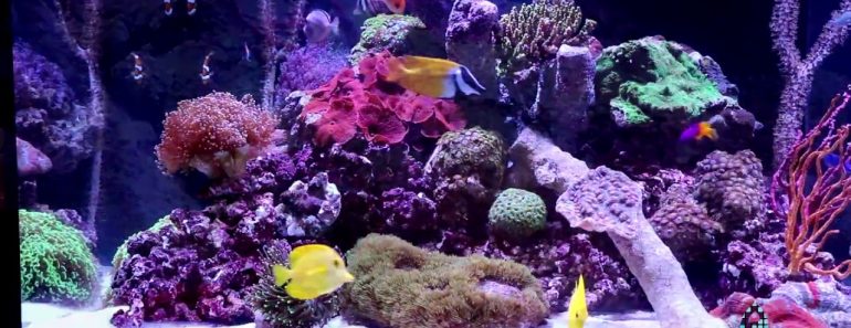 Reefs.com Aquarium Tips: Carbon. Going over facts and myths.