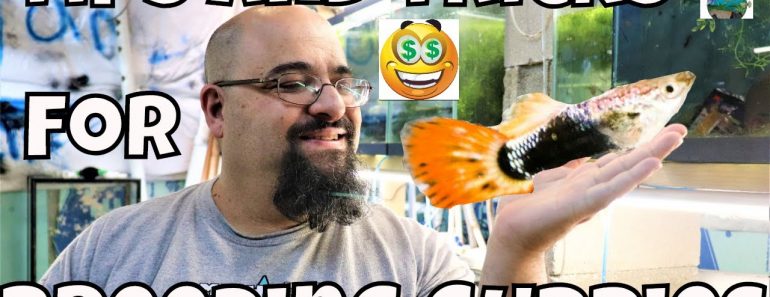 $$ Tips on How to Breed Guppies for Profit Aquarium fish Room VLOG $$