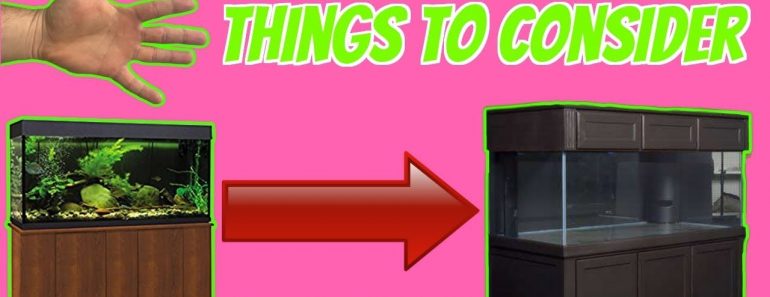 UPGRADING TO A LARGER AQUARIUM ? 5 Things You Must Consider Before Purchasing A Big Fish Tank