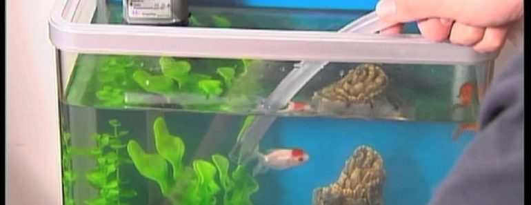 AquaOne Aquarium Maintenance tips