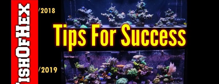 My Tips For Success In The Saltwater Aquarium Hobby | Rated 18+