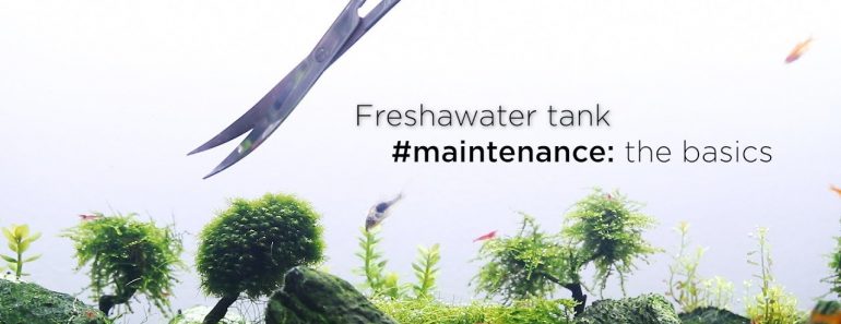 Freshwater aquarium maintenance: basics tips