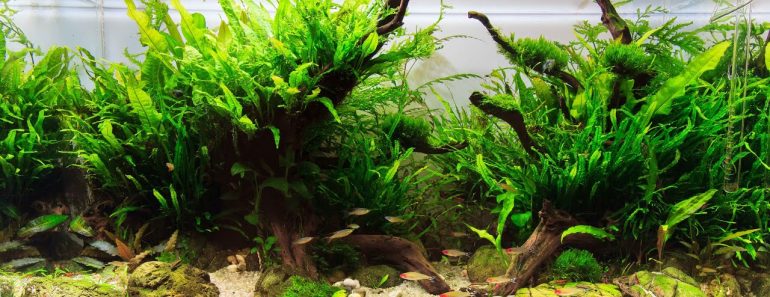 HOW TO: Care for Aquarium Plants
