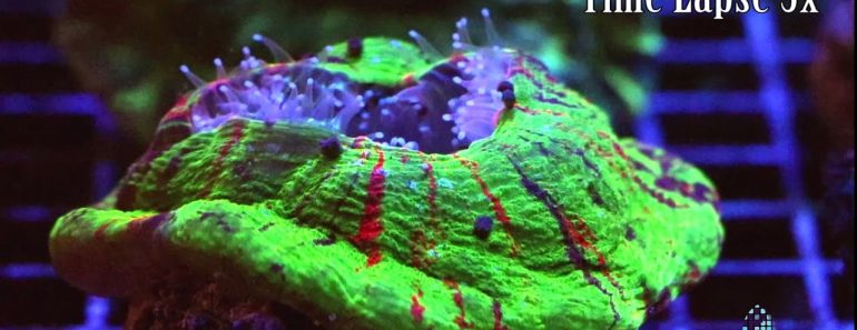 Aquarium Tips : Supplemental Coral Feeding?