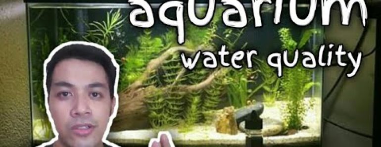 Lets talk about AQUARIUM WATER QUALITY | tips on conditioning your tank water (tagalog w/ eng sub)